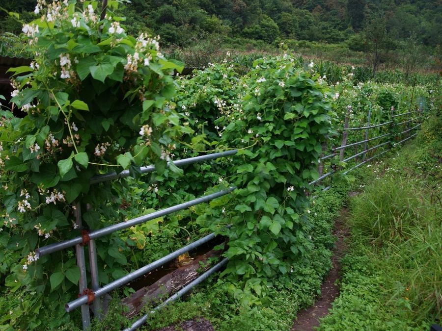 Returning to the garden