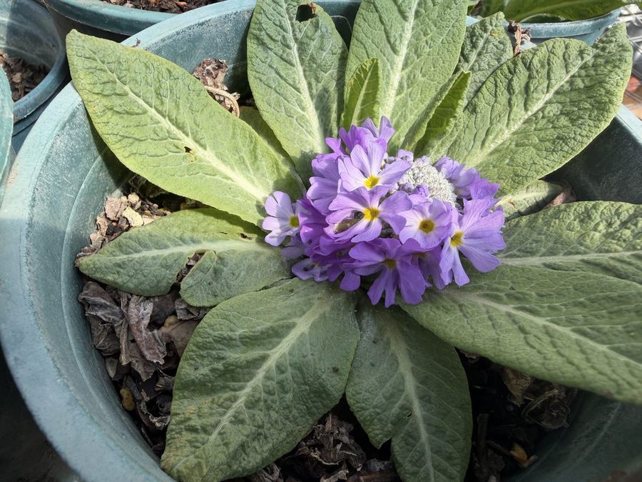 Seedlings in the alpine garden