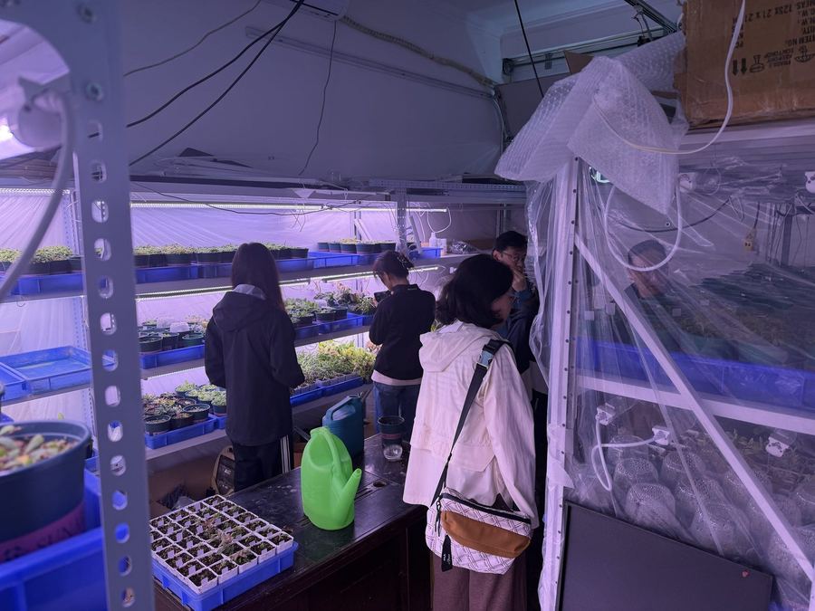 Alpine plants under cultivation